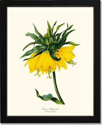 Crown Imperial | Flower/Floral Art Print