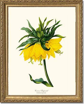 Crown Imperial | Flower/Floral Art Print