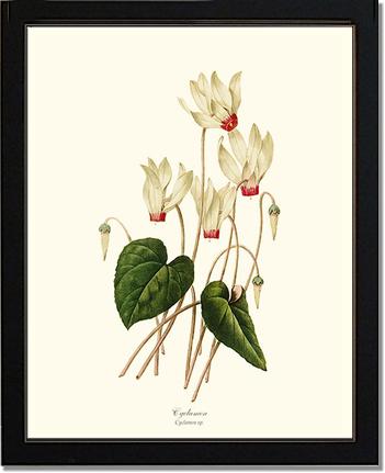 Cyclamen | Flower/Floral Art Print