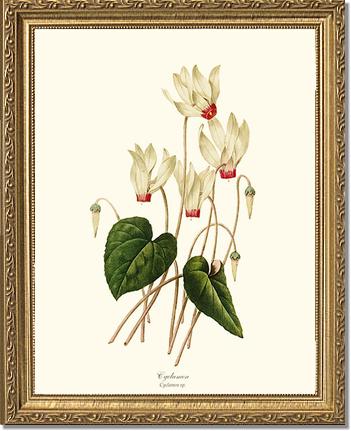 Cyclamen | Flower/Floral Art Print