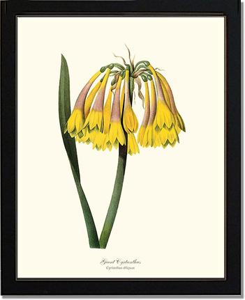 Cyrtanthus, Giant | Flower/Floral Art Print