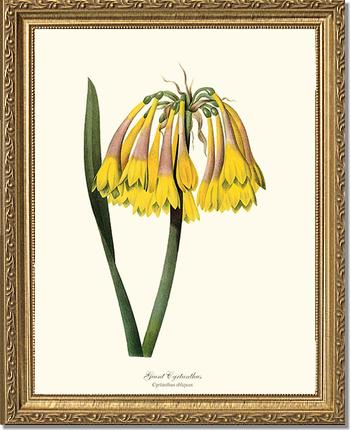 Cyrtanthus, Giant | Flower/Floral Art Print