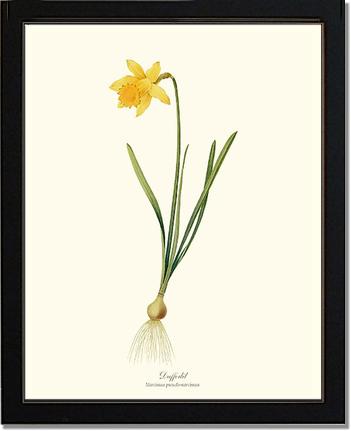 Daffodil | Flower/Floral Art Print