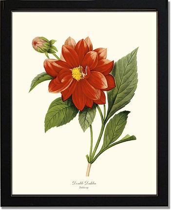 Dahlia | Flower/Floral Art Print