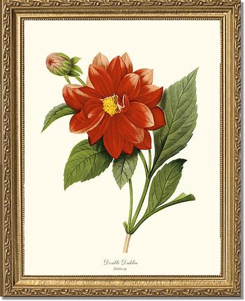 Dahlia | Flower/Floral Art Print