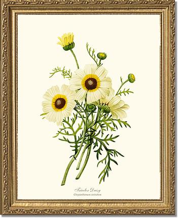 Daisy, Tricolor | Flower/Floral Art Print
