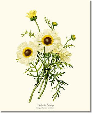 Flower Floral Print:  Daisy, Tricolor