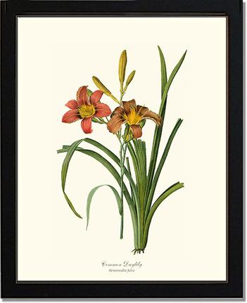 Daylily, Common | Flower/Floral Art Print