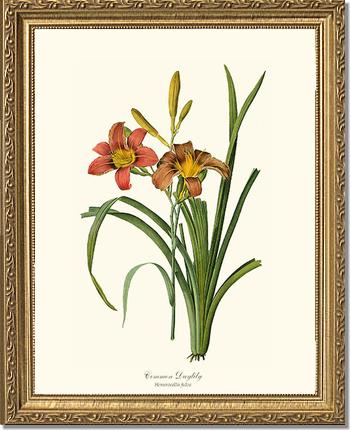 Daylily, Common | Flower/Floral Art Print