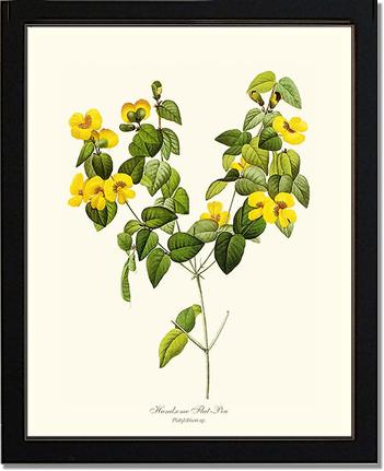 Flat-pea, Handsome | Flower/Floral Art Print