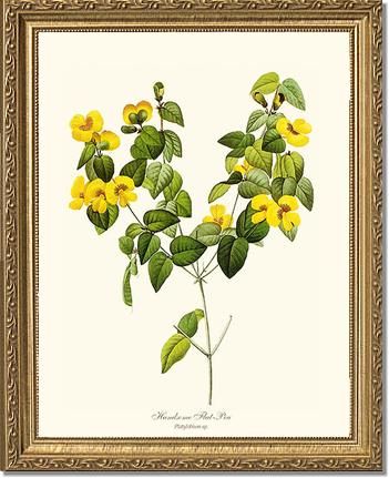 Flat-pea, Handsome | Flower/Floral Art Print