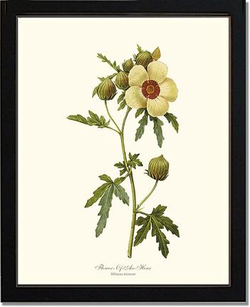 Flower of an Hour | Flower/Floral Art Print