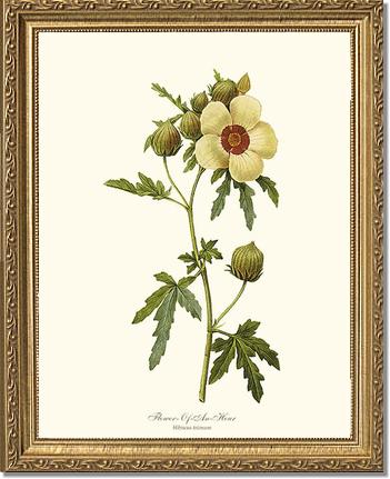 Flower of an Hour | Flower/Floral Art Print