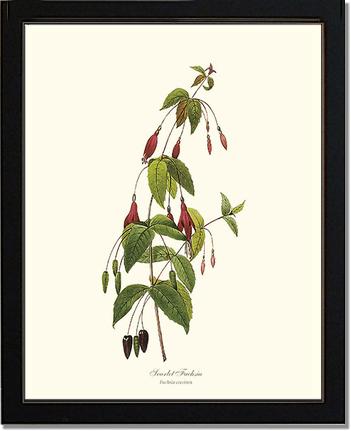 Fuchsia, Scarlet | Flower/Floral Art Print