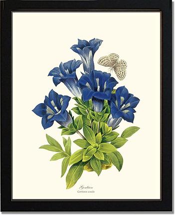 Gentian | Flower/Floral Art Print
