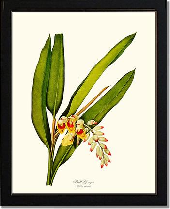 Ginger, Shell | Flower/Floral Art Print