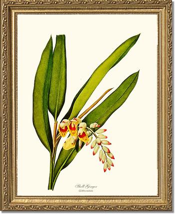 Ginger, Shell | Flower/Floral Art Print