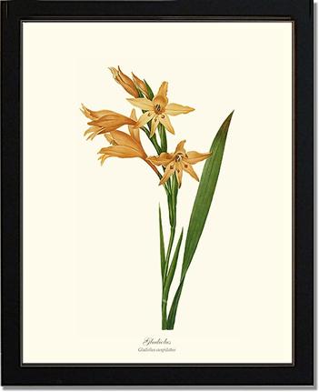 Gladiolus | Flower/Floral Art Print