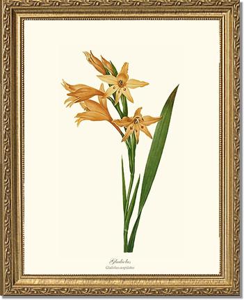 Gladiolus | Flower/Floral Art Print