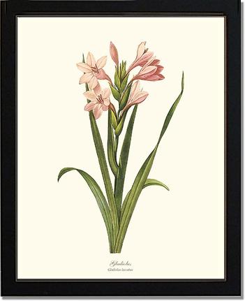 Gladiolus | Flower/Floral Art Print