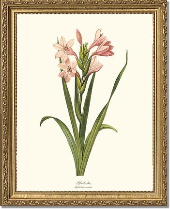 Gladiolus | Flower/Floral Art Print