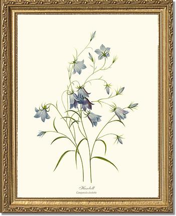 Harebell | Flower/Floral Art Print