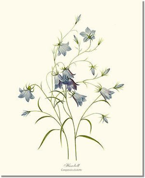 Flower Print: Harebell Campanula