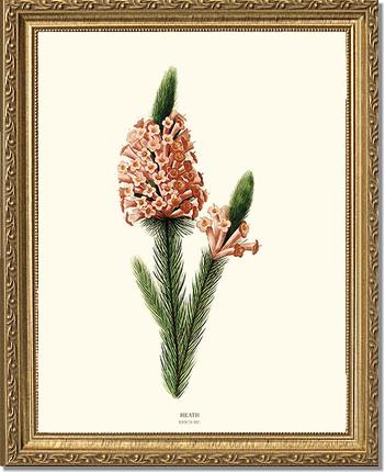Heath | Flower/Floral Art Print