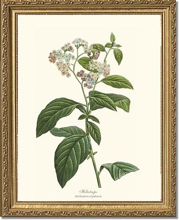 Heliotrope | Flower/Floral Art Print