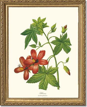 Hibiscus | Flower/Floral Art Print