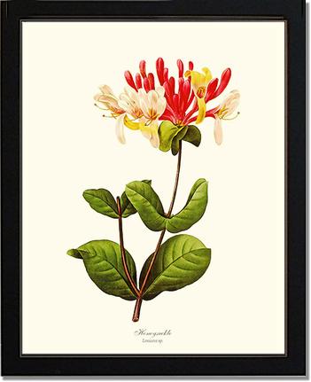 Honeysuckle | Flower/Floral Art Print