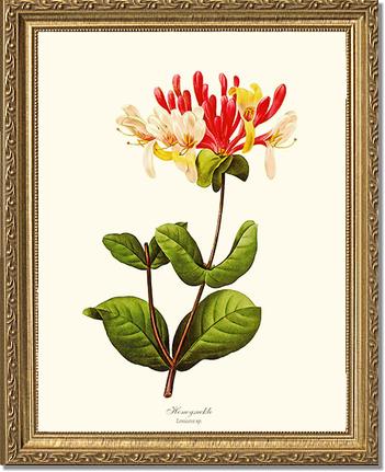 Honeysuckle | Flower/Floral Art Print