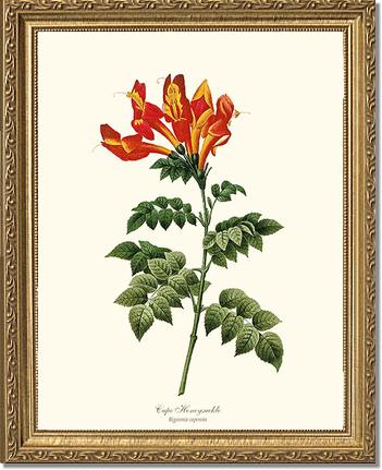 Honeysuckle, Cape | Flower/Floral Art Print