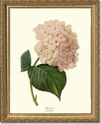 Hydrangea, Hortensia | Flower/Floral Art Print
