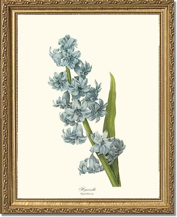 Hyacinth | Flower/Floral Art Print