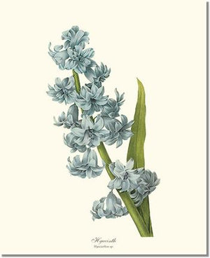 Flower Floral Print: Hyacinth