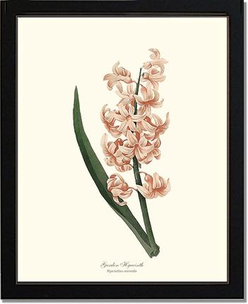Hyacinth, Garden | Flower/Floral Art Print