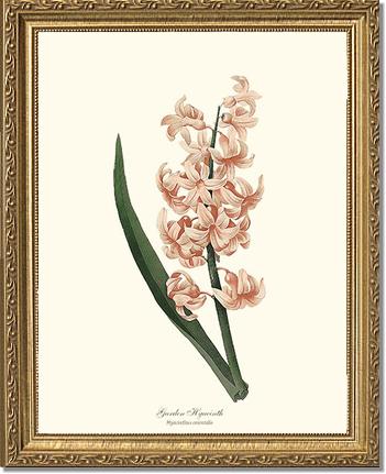 Hyacinth, Garden | Flower/Floral Art Print