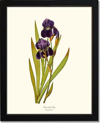 Iris, Bearded | Flower/Floral Art Print
