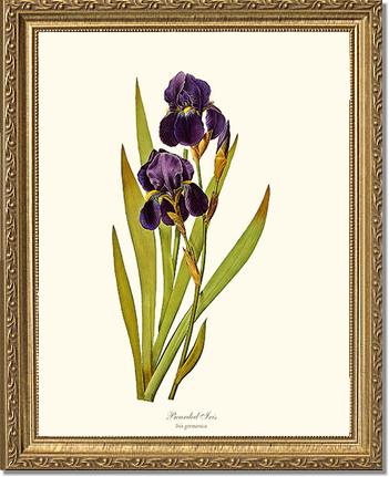 Iris, Bearded | Flower/Floral Art Print