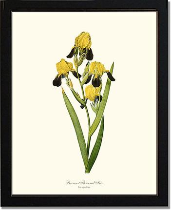 Iris, Brown-flowered | Flower/Floral Art Print