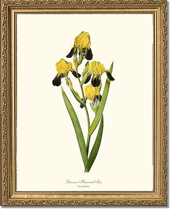 Iris, Brown-flowered | Flower/Floral Art Print