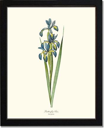 Iris, Butterfly | Flower/Floral Art Print