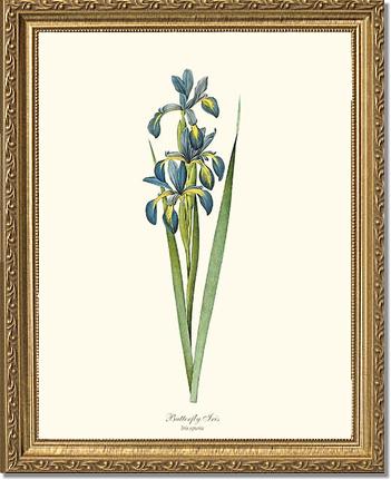 Iris, Butterfly | Flower/Floral Art Print