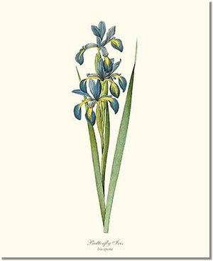 Flower Floral Print: Iris, Butterfly