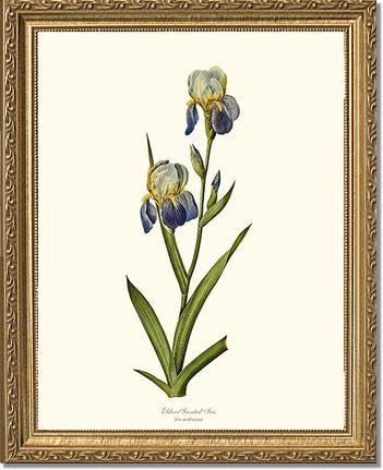 Iris, Elder-scented | Flower/Floral Art Print