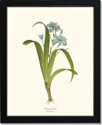 Iris, Fringed | Flower/Floral Art Print