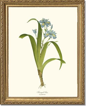Iris, Fringed | Flower/Floral Art Print