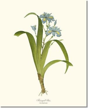 Flower Floral Print: Iris, Fringed
