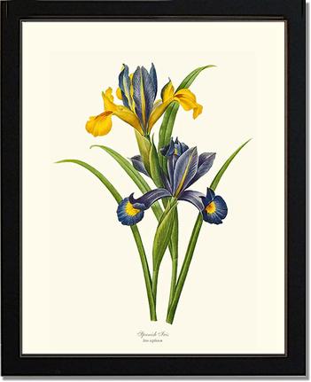 Iris, Spanish | Flower/Floral Art Print